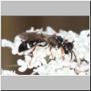 Mellinus crabroneus - Grabwespe m05 10mm - OS-Wallenhorst Sandgrube.jpg